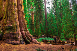 Sequoia Tree