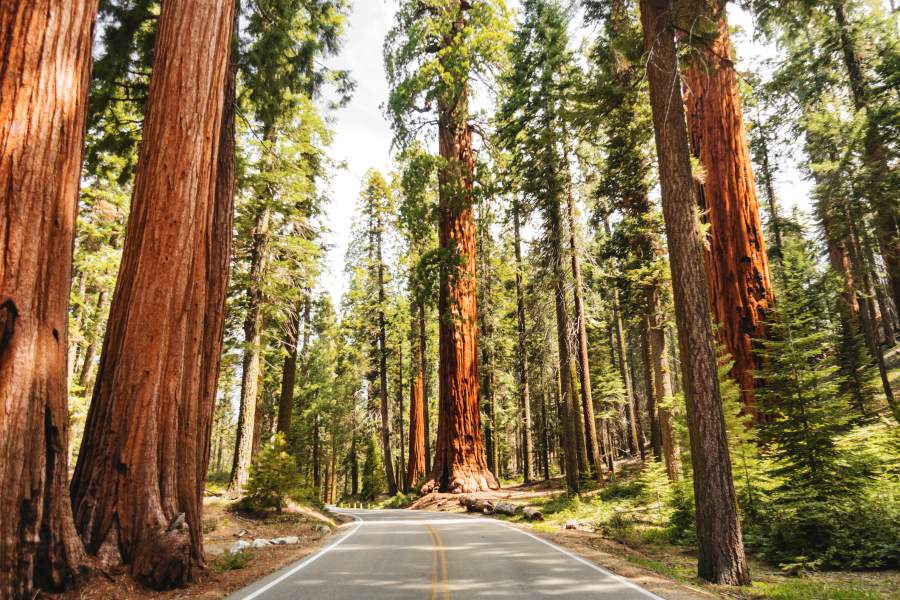 Giant sequoia tree in Redwood National Park